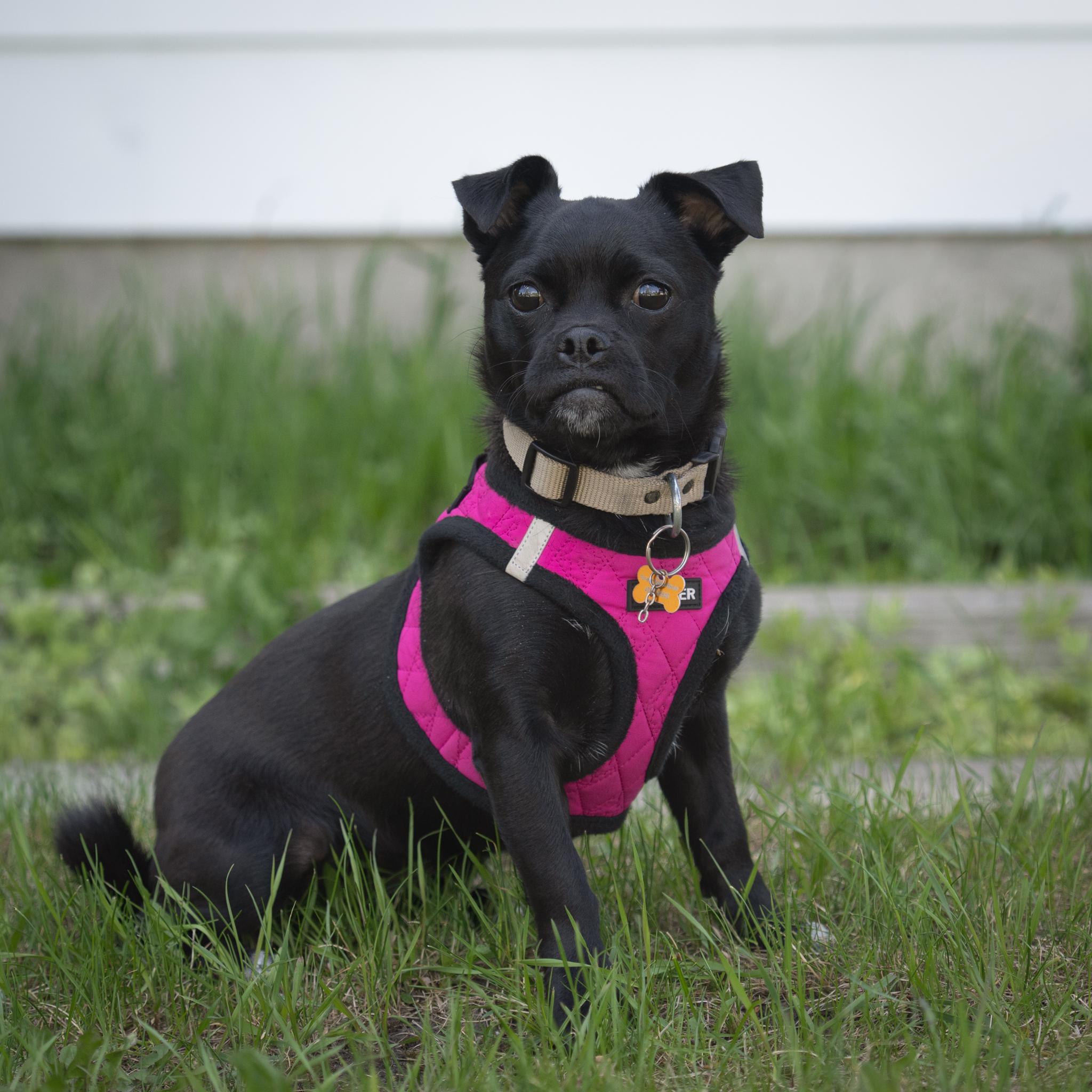 Enlarge Pety, a ADOPTABLE mixed breed in Calgary, AB image 5/6