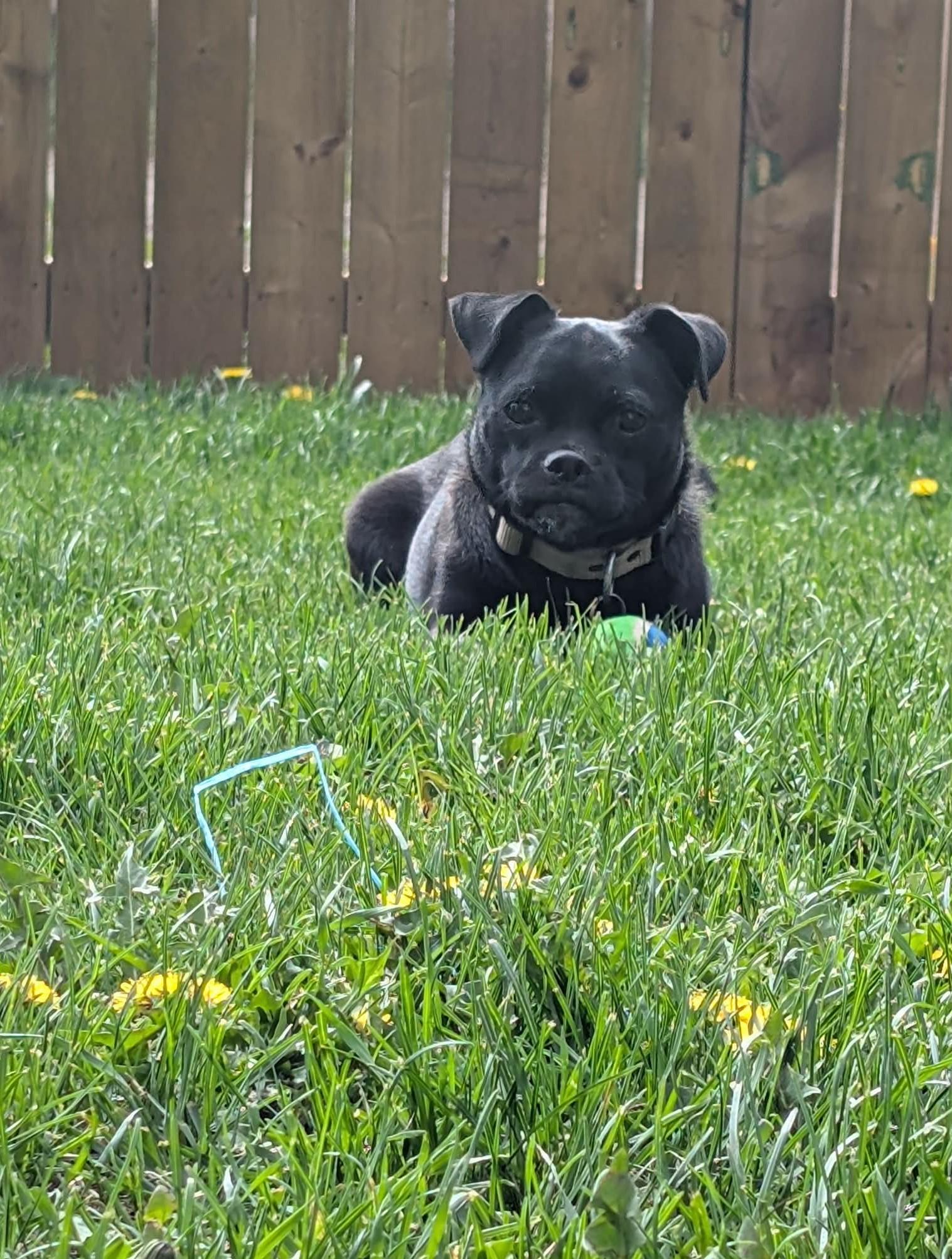 Enlarge Pety, a ADOPTABLE mixed breed in Calgary, AB image 2/6