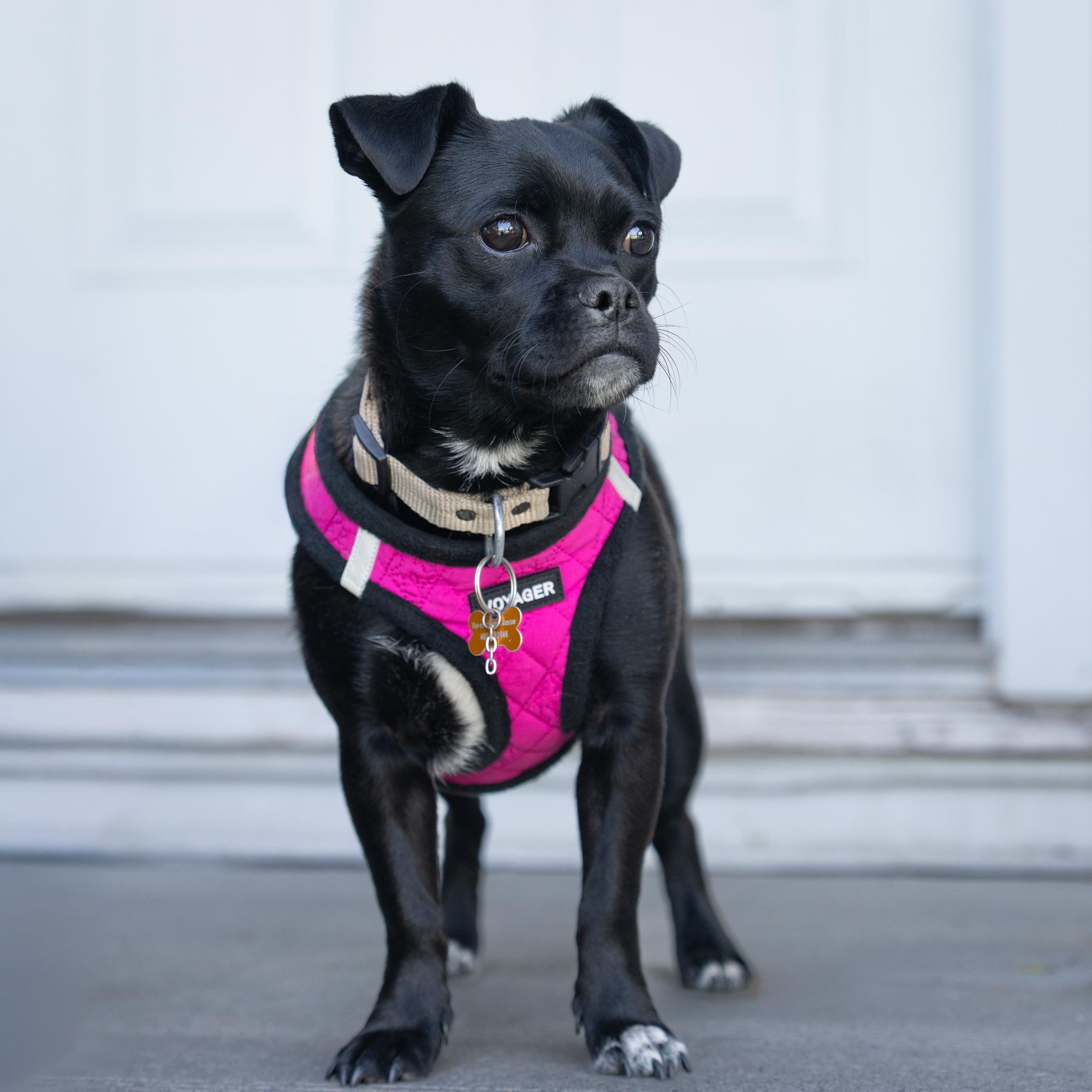 Enlarge Pety, a ADOPTABLE mixed breed in Calgary, AB image 3/6