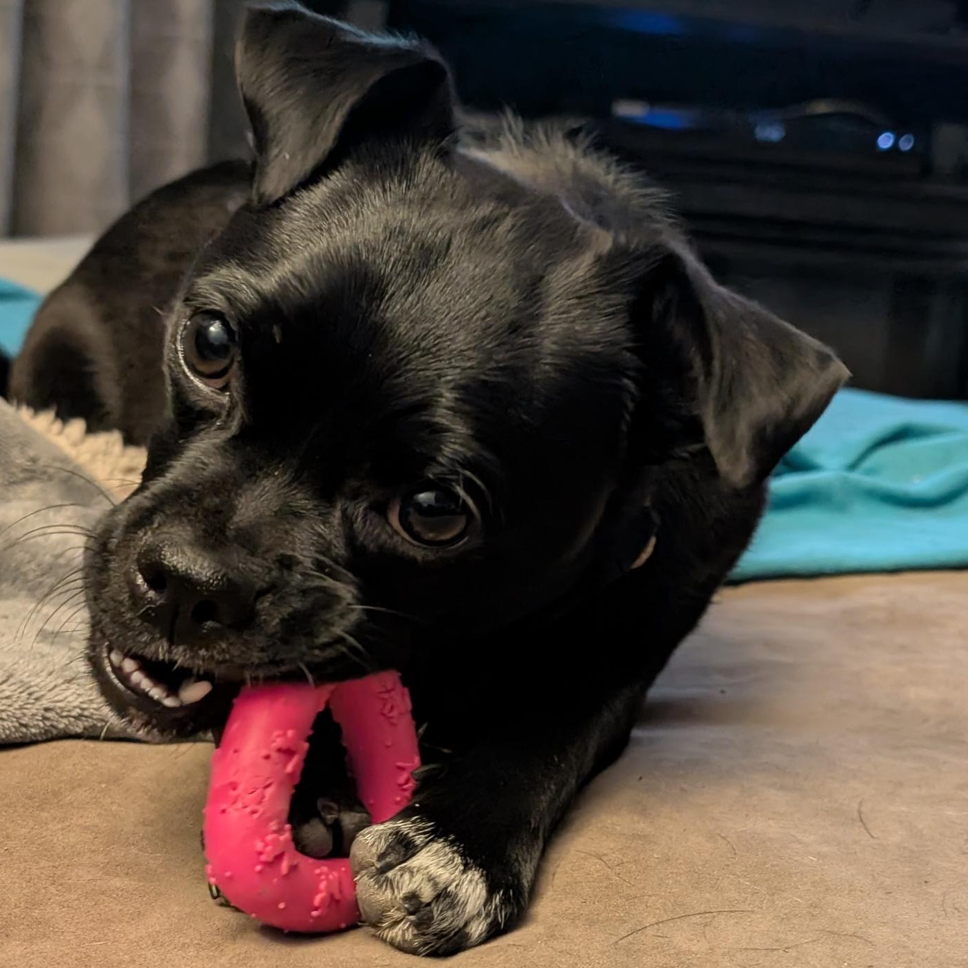Enlarge Pety, a ADOPTABLE mixed breed in Calgary, AB image 1/6