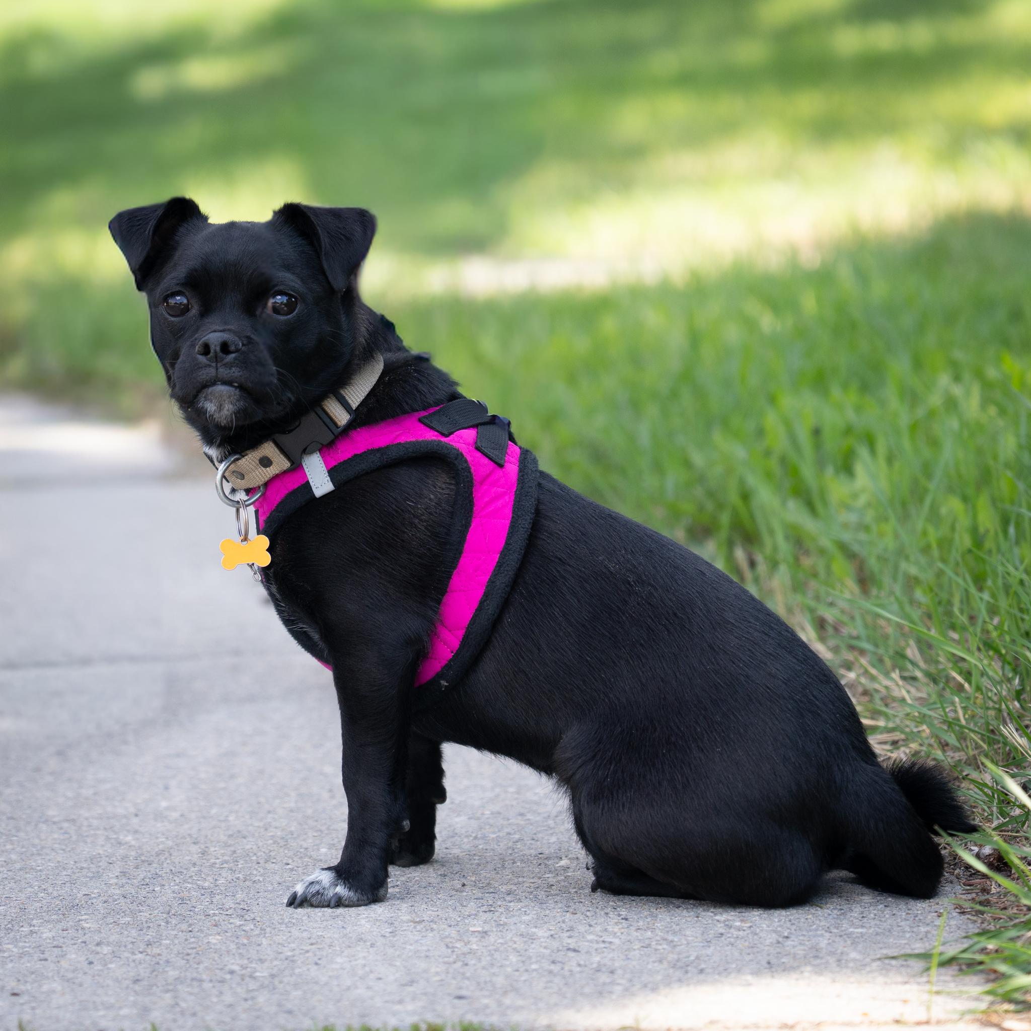 Enlarge Pety, a ADOPTABLE mixed breed in Calgary, AB image 6/6