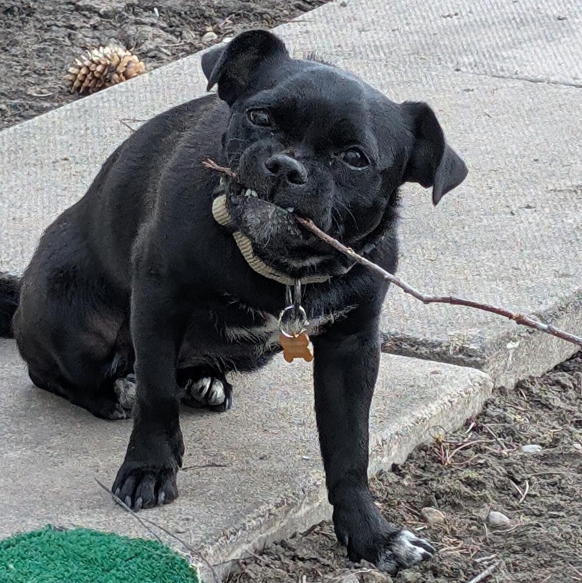 Enlarge Pety, a ADOPTABLE mixed breed in Calgary, AB image 4/6