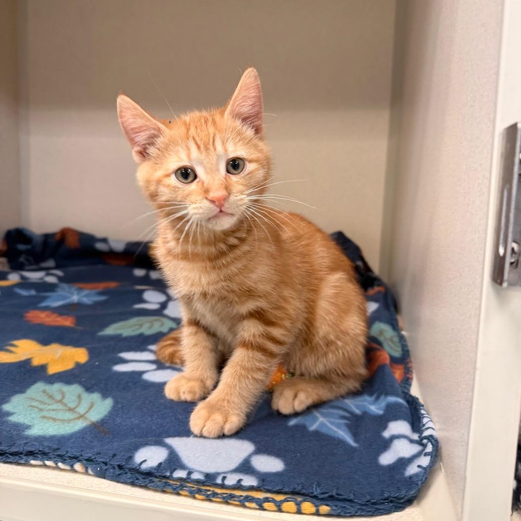 Enlarge Firefly, a Adoptable Domestic Short Hair in Great Falls, MT image 1/6