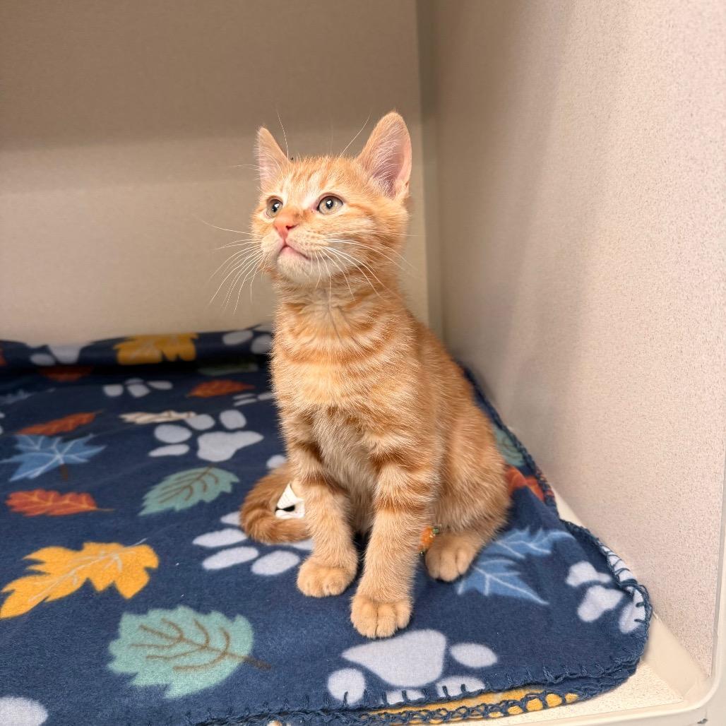 Enlarge Firefly, a Adoptable Domestic Short Hair in Great Falls, MT image 2/6