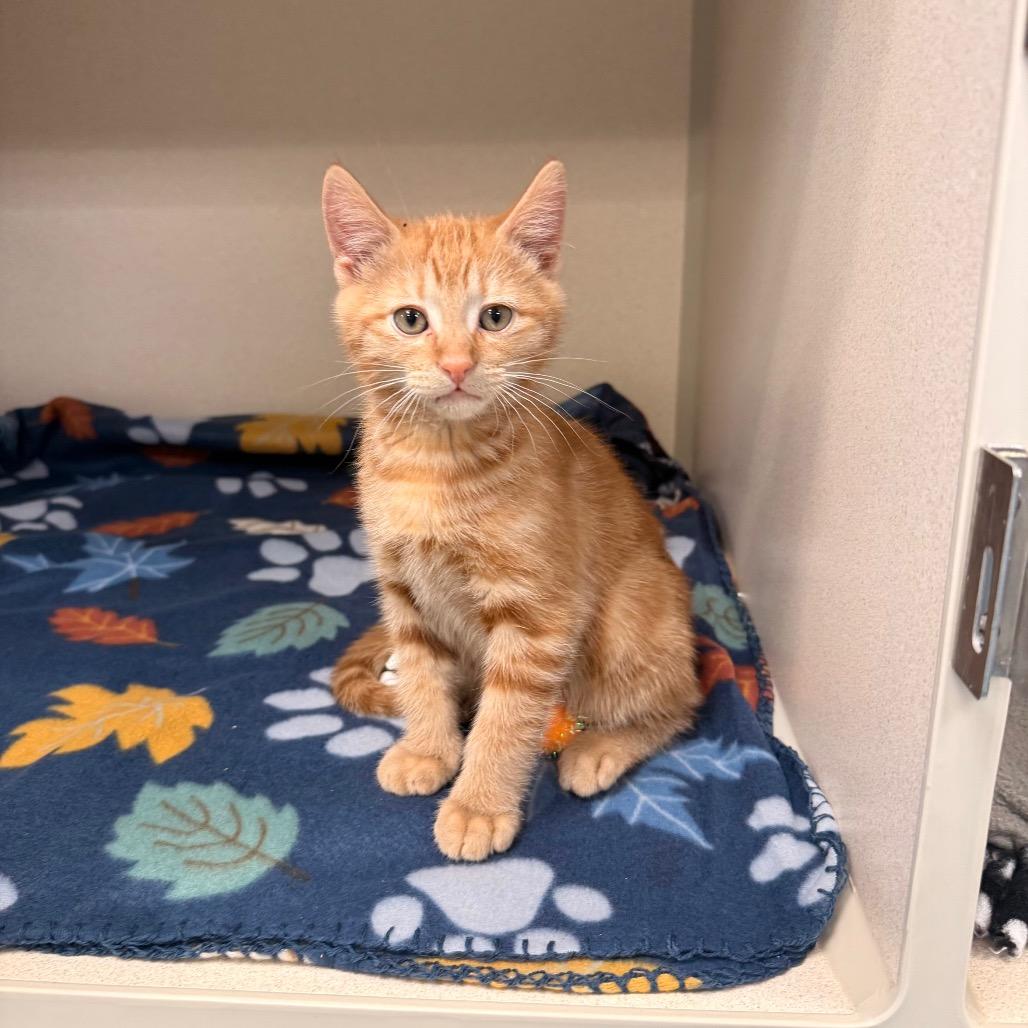 Enlarge Firefly, a Adoptable Domestic Short Hair in Great Falls, MT image 3/6