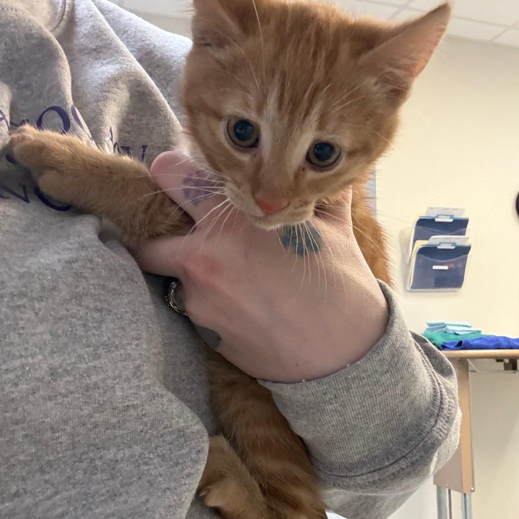 Enlarge Firefly, a Adoptable Domestic Short Hair in Great Falls, MT image 5/6