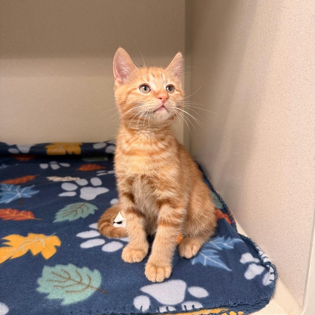 Enlarge Firefly, a Adoptable Domestic Short Hair in Great Falls, MT image 6/6