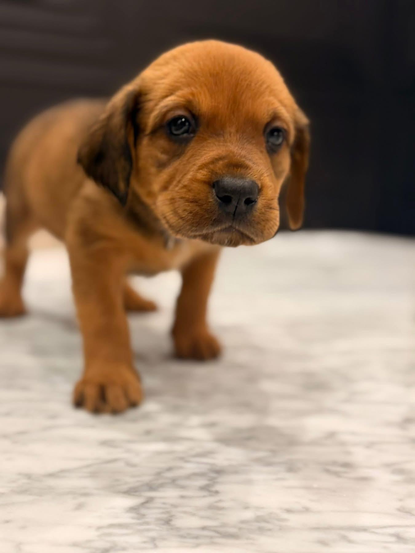 Enlarge Parks (Apres pup), an adopted mixed breed in Mount Juliet, TN image 2/2