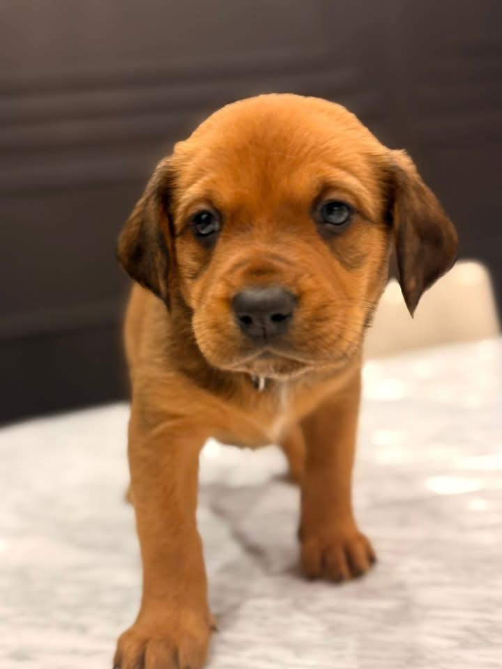 Enlarge Parks (Apres pup), an adopted mixed breed in Mount Juliet, TN image 1/2