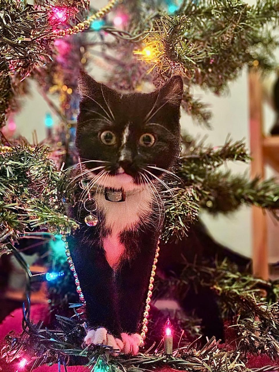 Enlarge Celeste, a Adoptable Domestic Short Hair in Syracuse, NY image 2/4