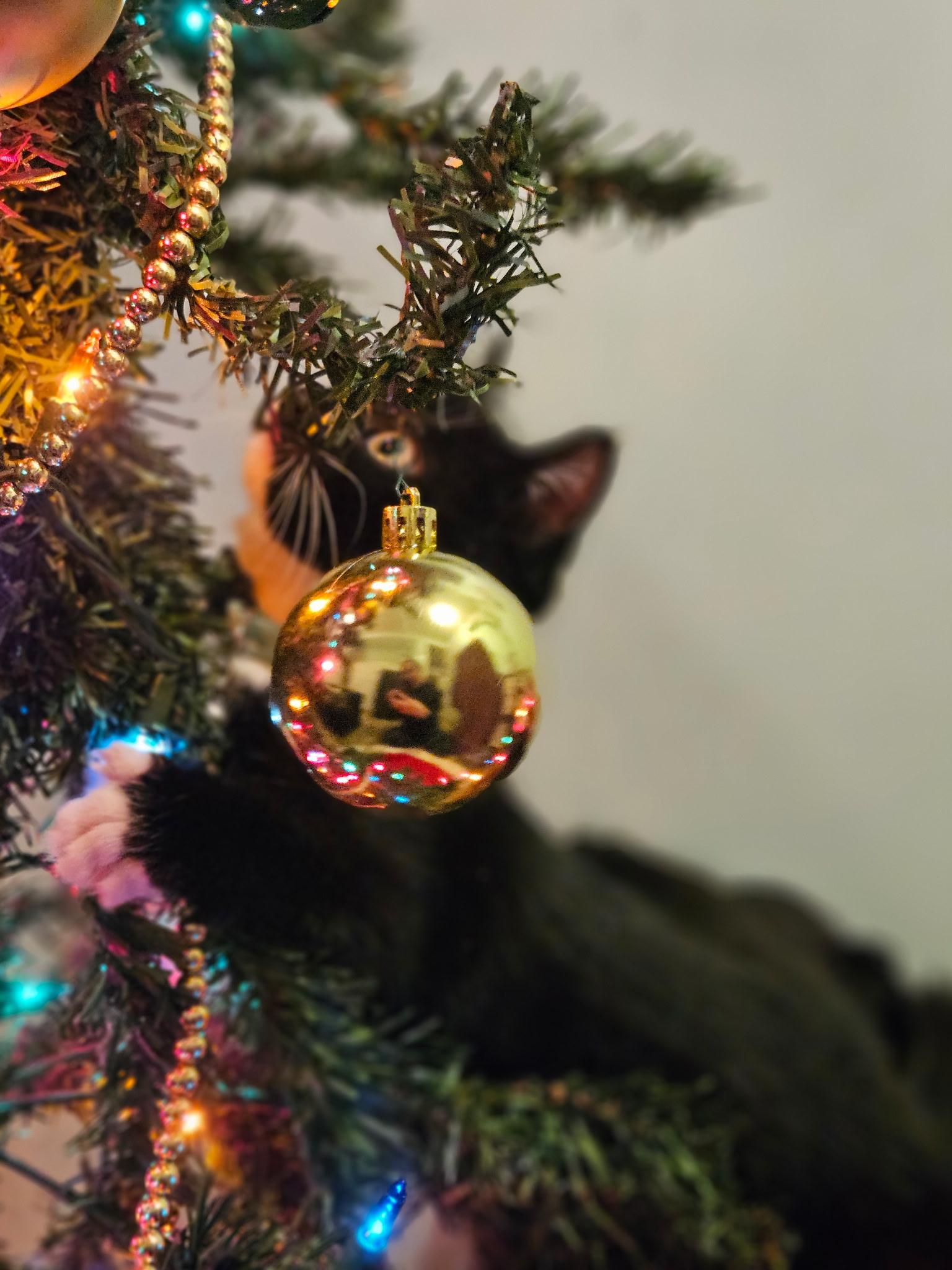 Enlarge Celeste, a Adoptable Domestic Short Hair in Syracuse, NY image 3/4