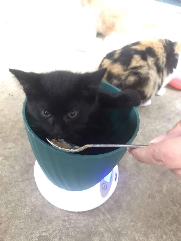 Dolby, a Adoptable Domestic Short Hair in Ypsilanti, MI image 3/3