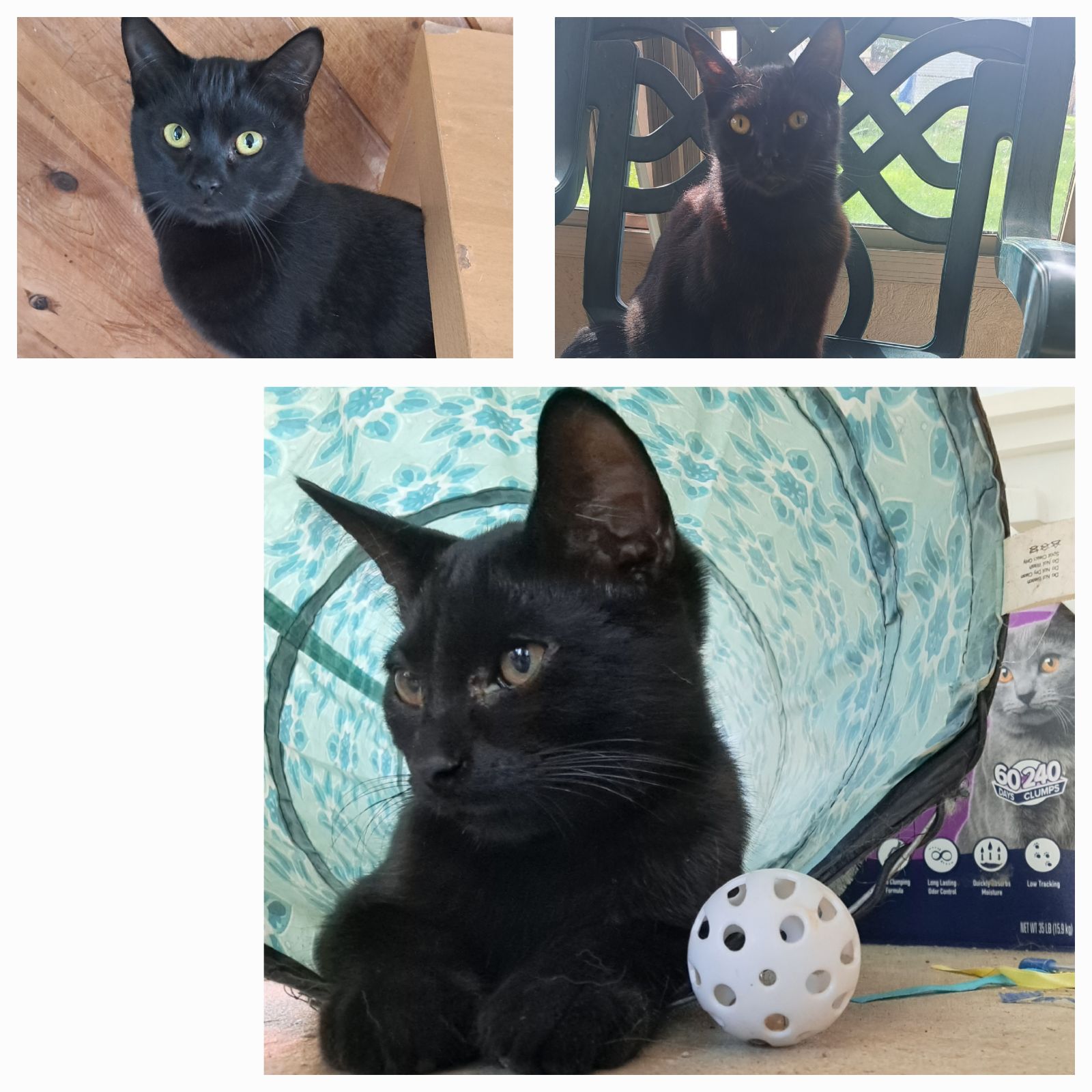 Dolby, a Adoptable Domestic Short Hair in Ypsilanti, MI image 1/3