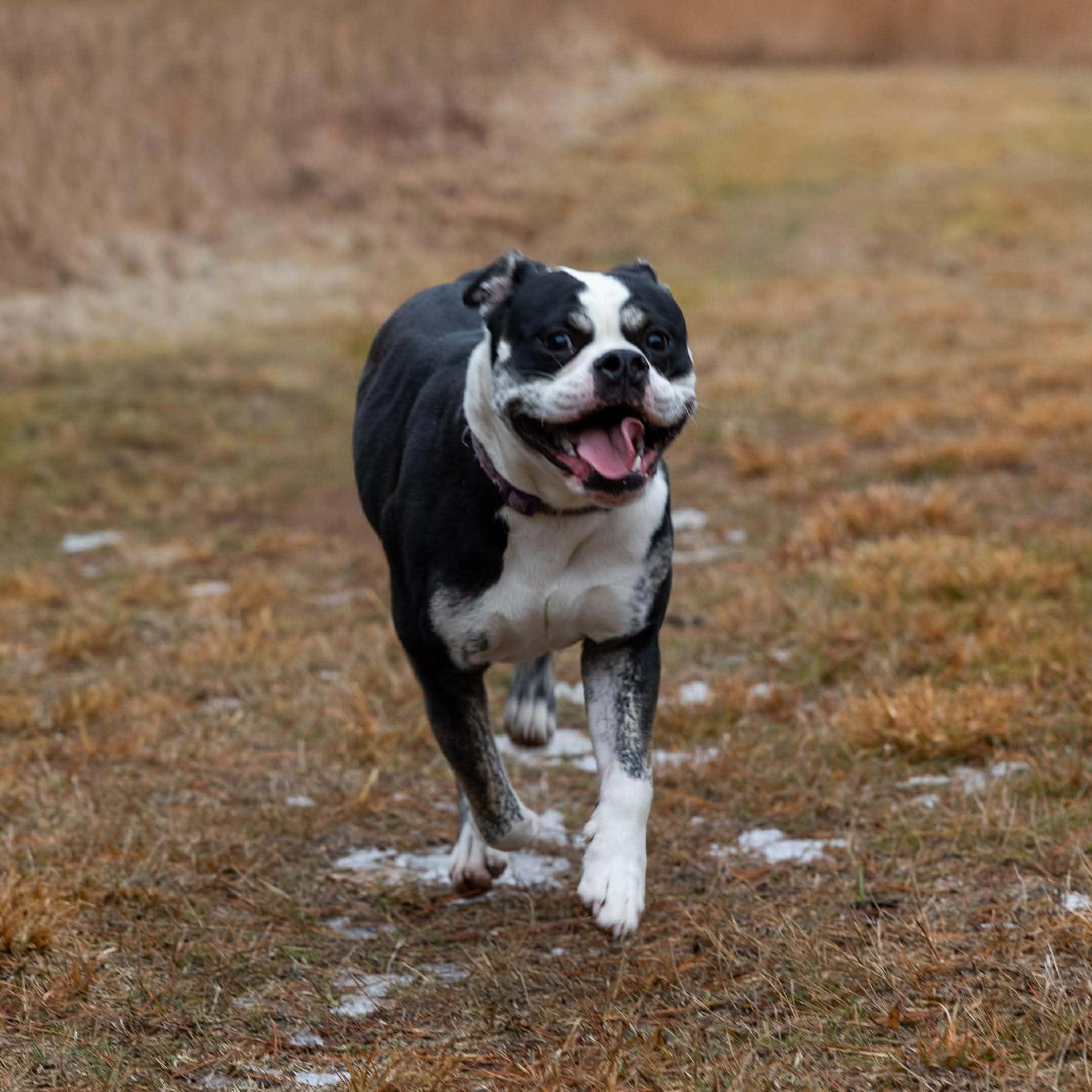 Enlarge Willow, a ADOPTABLE mixed breed in Chatham, NJ image 4/4
