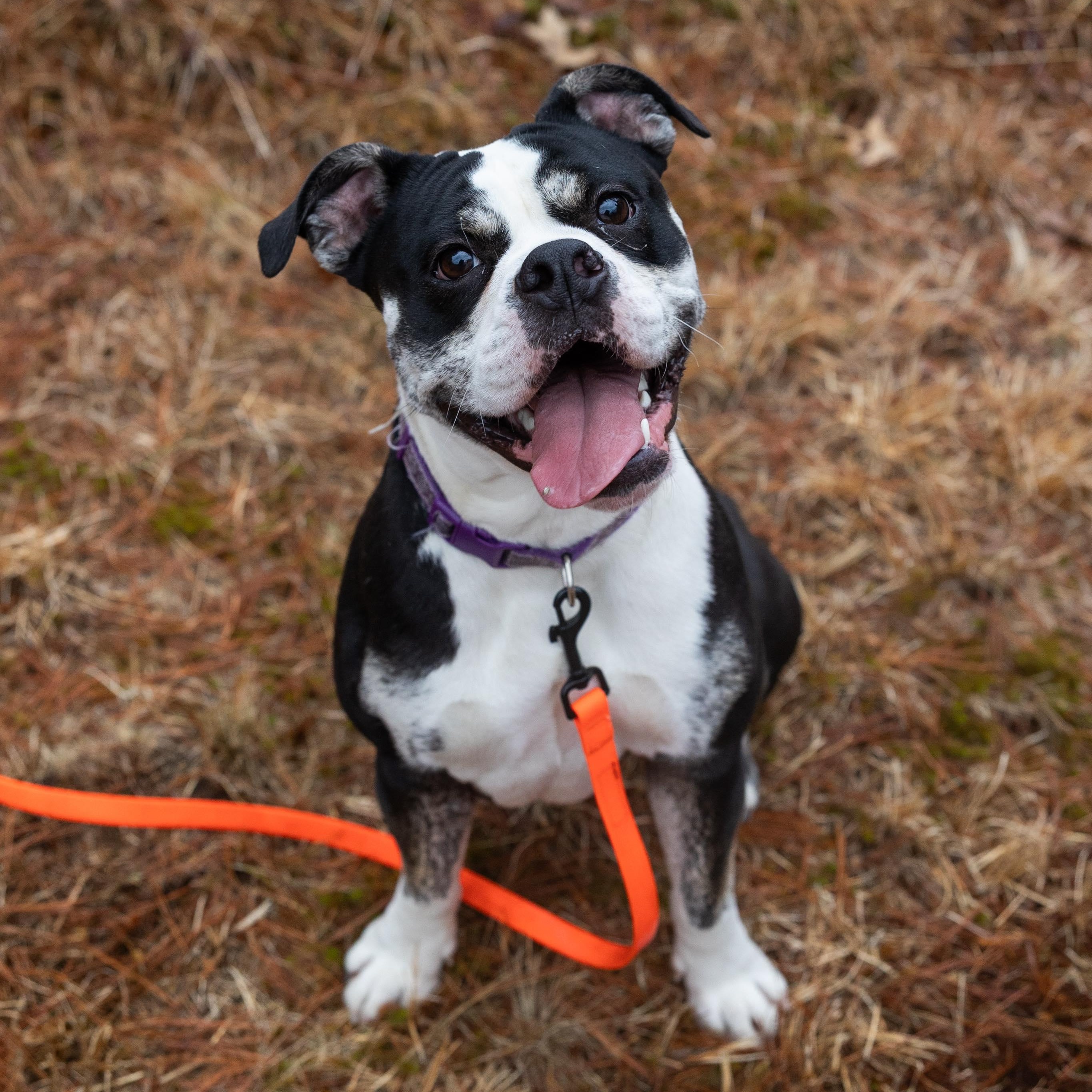 Willow, ADOPTABLE, Young Female American Bulldog & Bulldog.