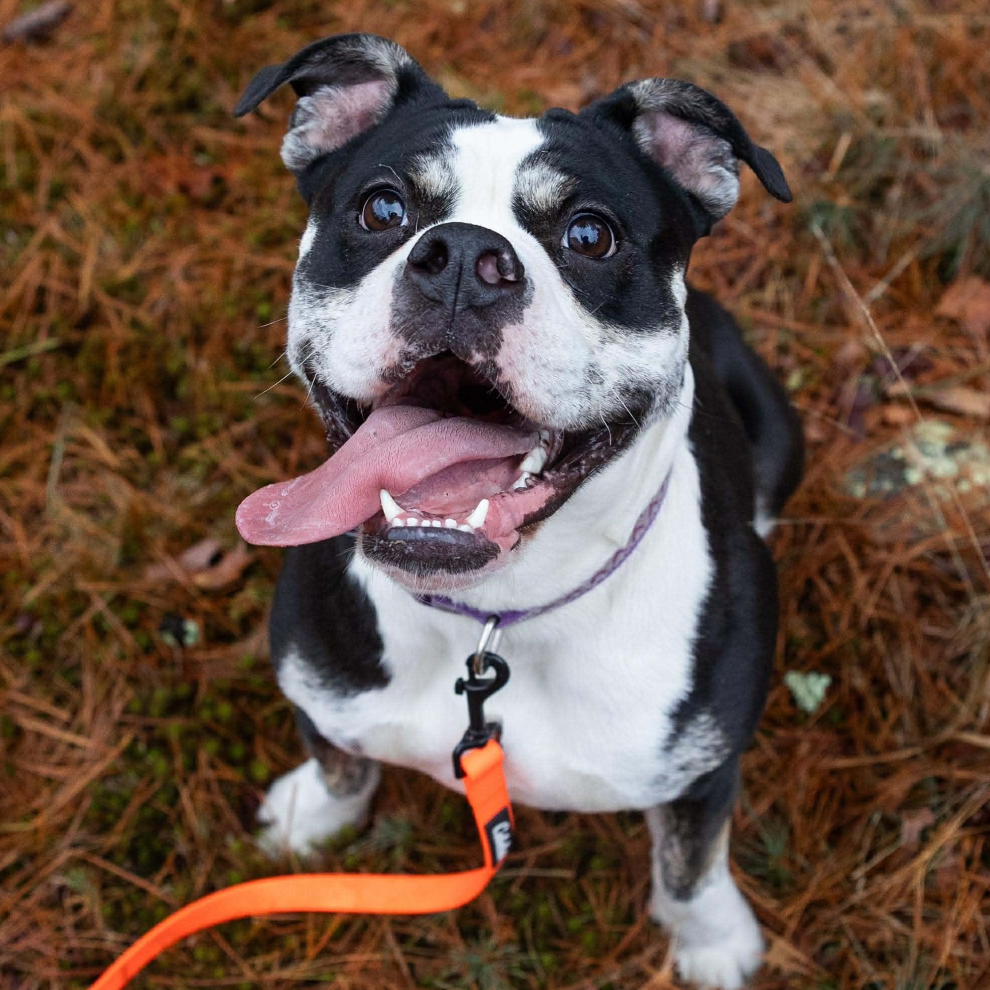 Enlarge Willow, a ADOPTABLE mixed breed in Chatham, NJ image 2/4