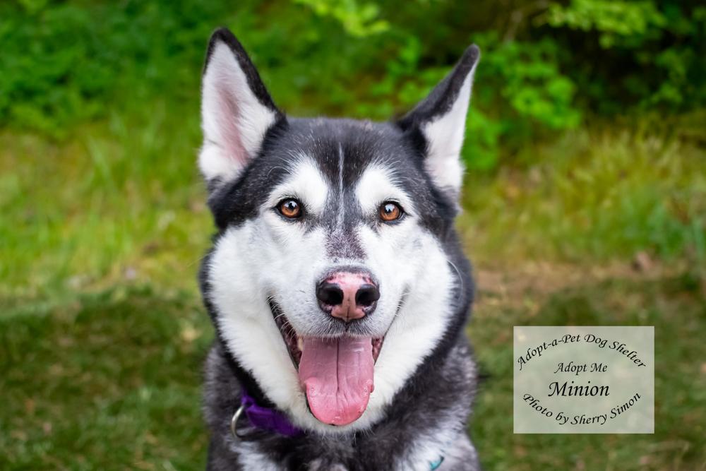 MINION, Adoptable, Adult Male Husky.