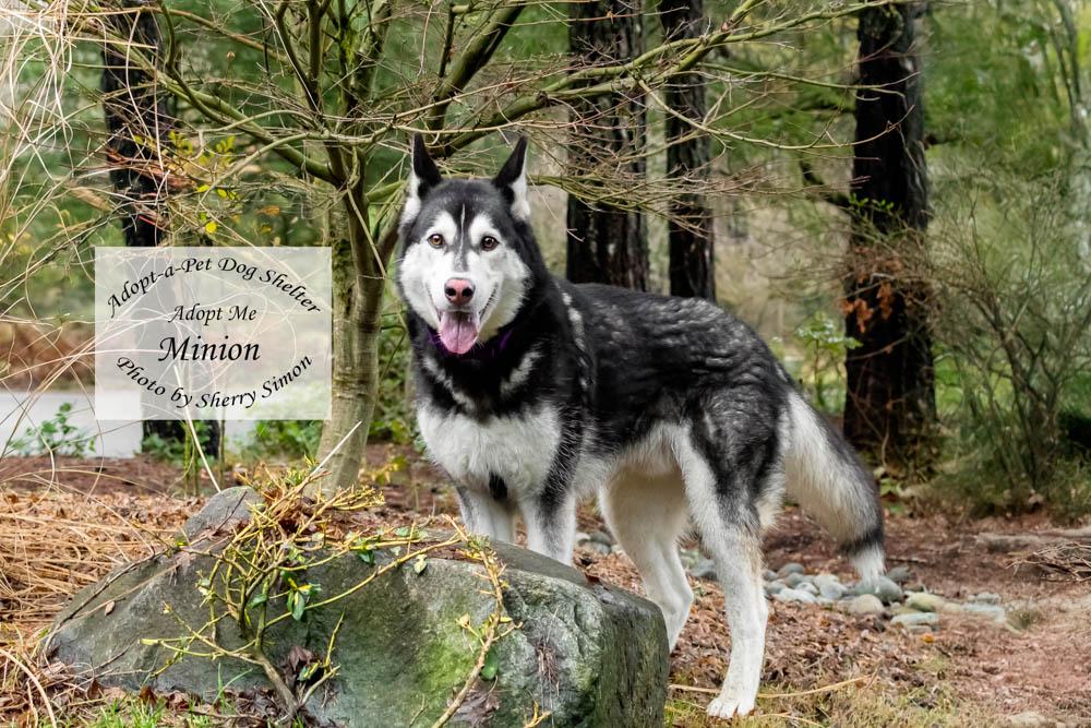 MINION, a Adoptable Husky in Shelton, WA image 5/6