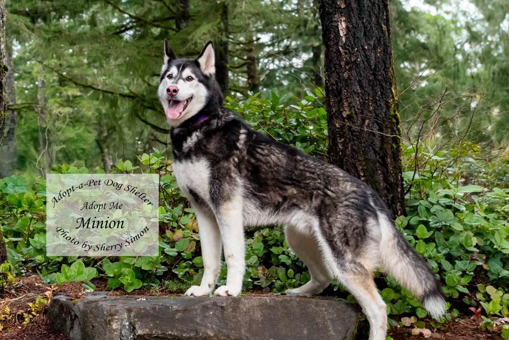 MINION, a Adoptable Husky in Shelton, WA image 4/6