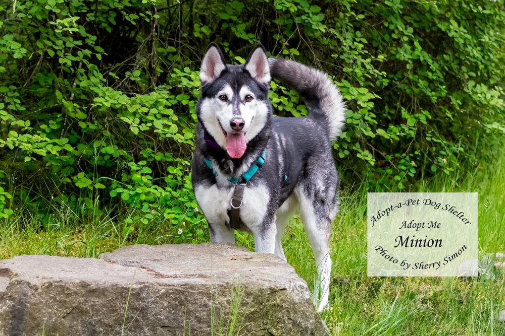 MINION, a Adoptable Husky in Shelton, WA image 5/6