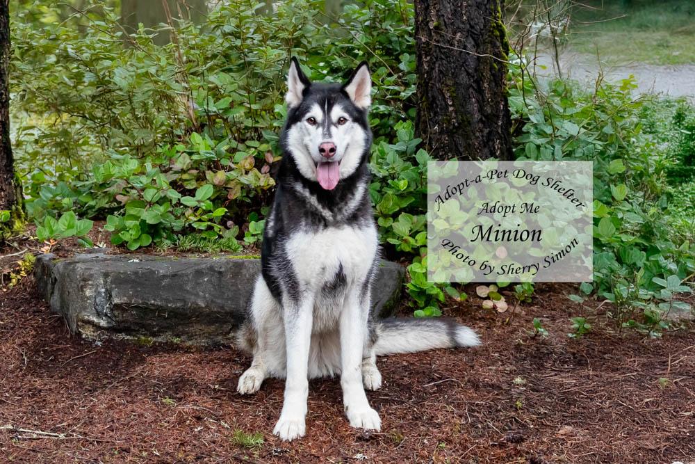 MINION, a Adoptable Husky in Shelton, WA image 3/6