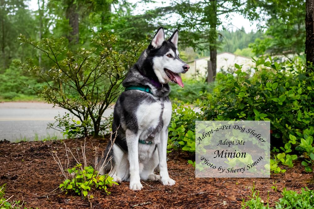 MINION, a Adoptable Husky in Shelton, WA image 3/6