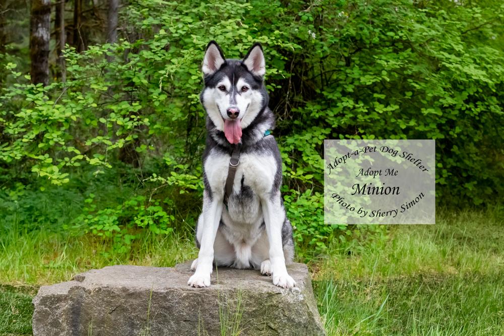 MINION, a Adoptable Husky in Shelton, WA image 6/6