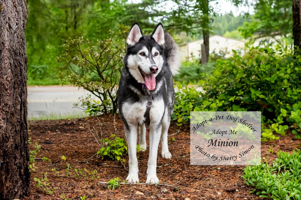 MINION, a Adoptable Husky in Shelton, WA image 4/6