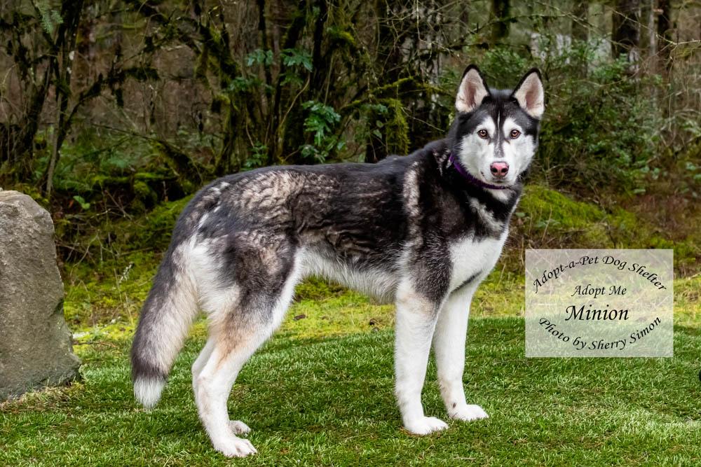 MINION, a Adoptable Husky in Shelton, WA image 6/6