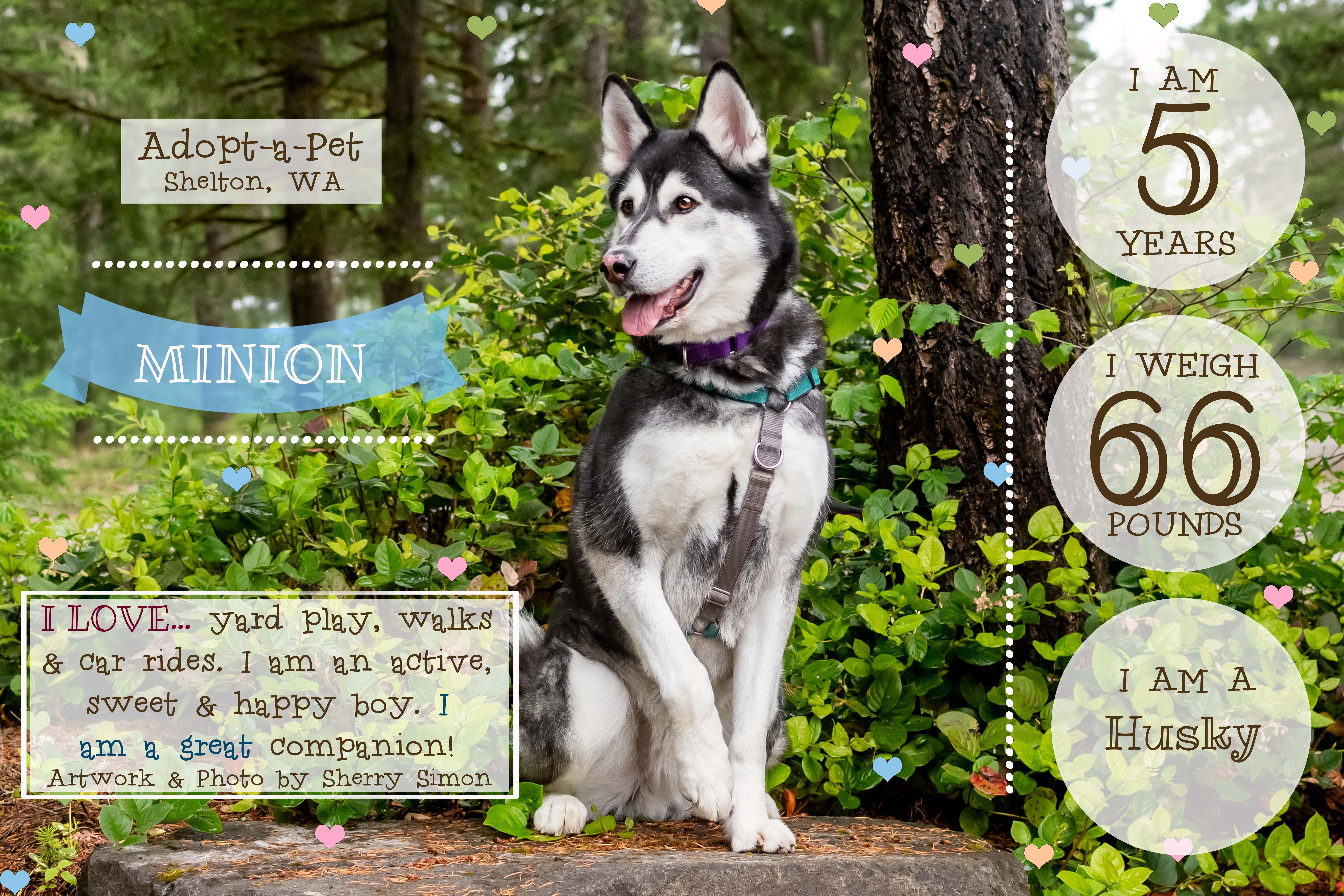 MINION, a Adoptable Husky in Shelton, WA image 2/6