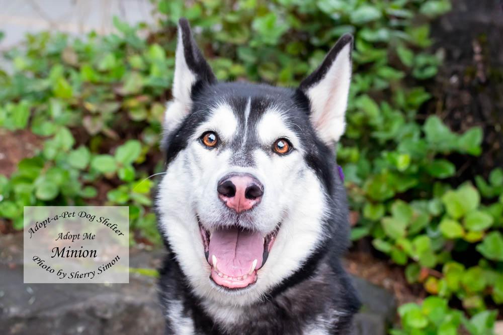 MINION, a Adoptable Husky in Shelton, WA image 1/6