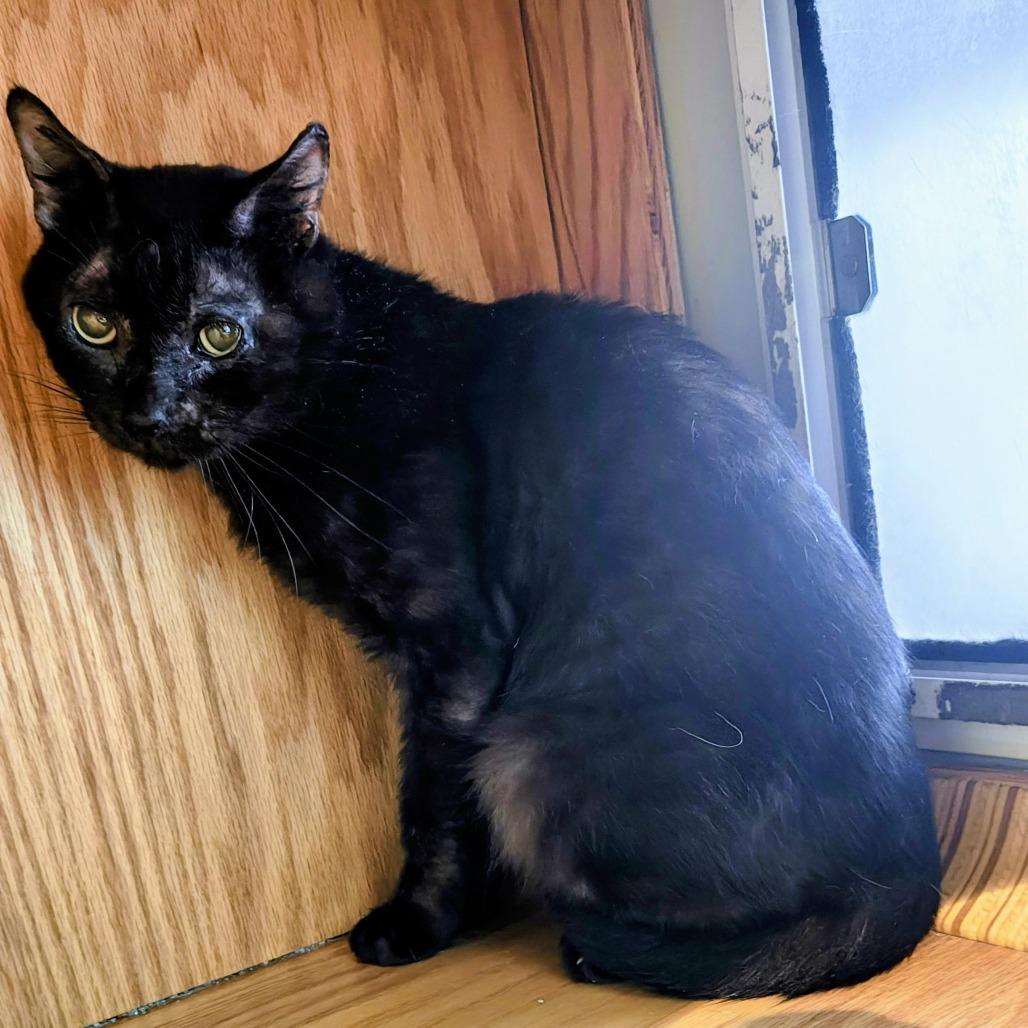Midnight, Adoptable, Adult Male Domestic Short Hair.
