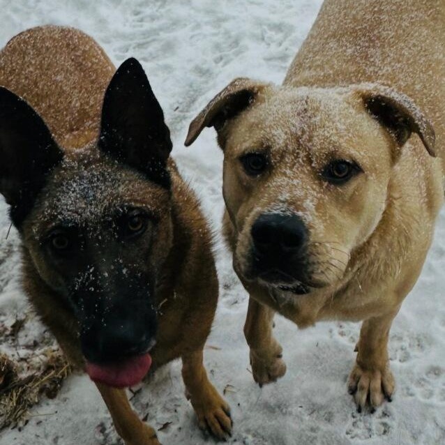 Enlarge Rico, a ADOPTABLE mixed breed in West Haven, CT image 2/3