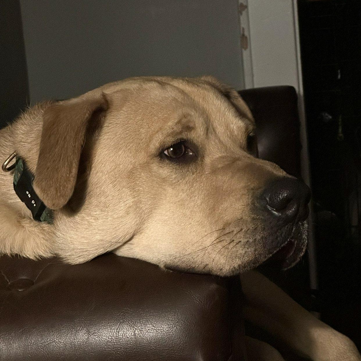 Enlarge Rico, a ADOPTABLE mixed breed in West Haven, CT image 1/3