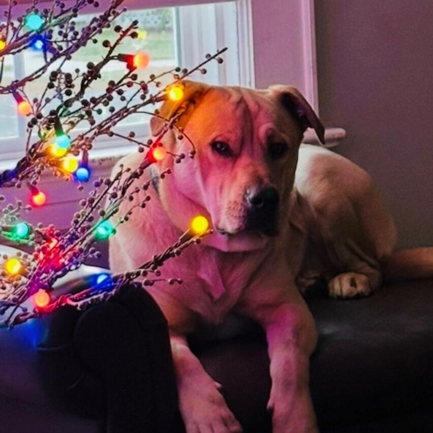 Enlarge Rico, a ADOPTABLE mixed breed in West Haven, CT image 3/3