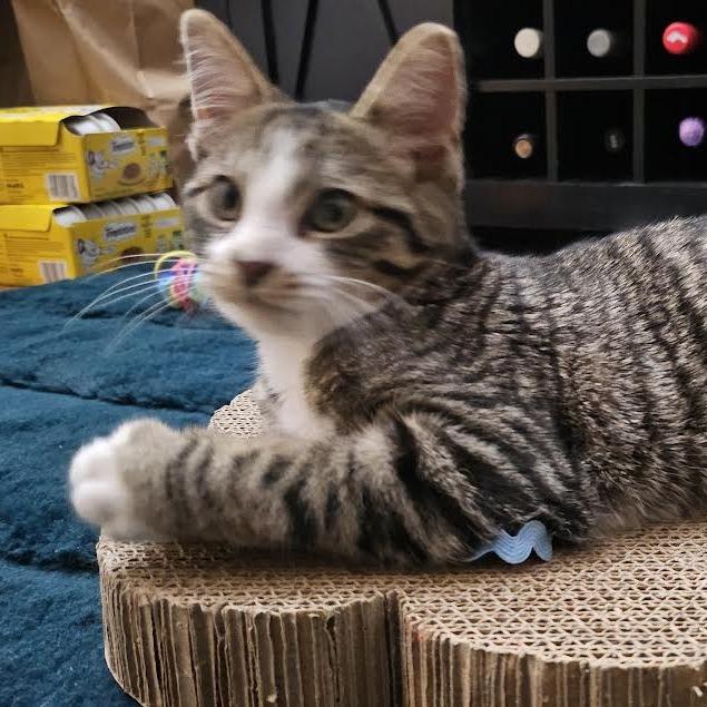 Wolfie, a Adoptable Domestic Short Hair in Staten Island, NY image 1/4