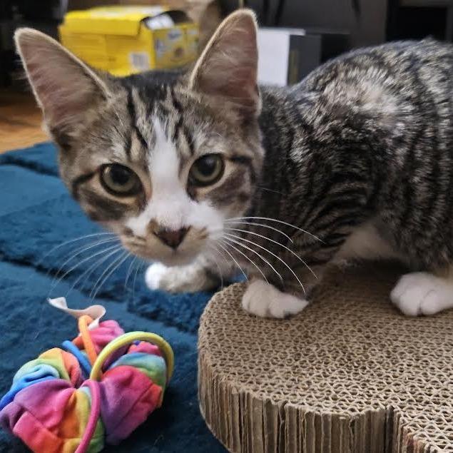 Wolfie, a Adoptable Domestic Short Hair in Staten Island, NY image 3/4