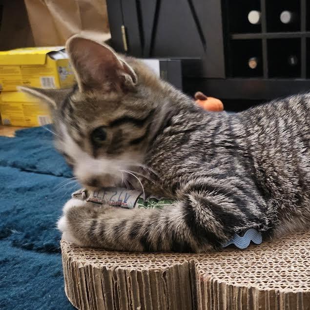 Wolfie, a Adoptable Domestic Short Hair in Staten Island, NY image 4/4