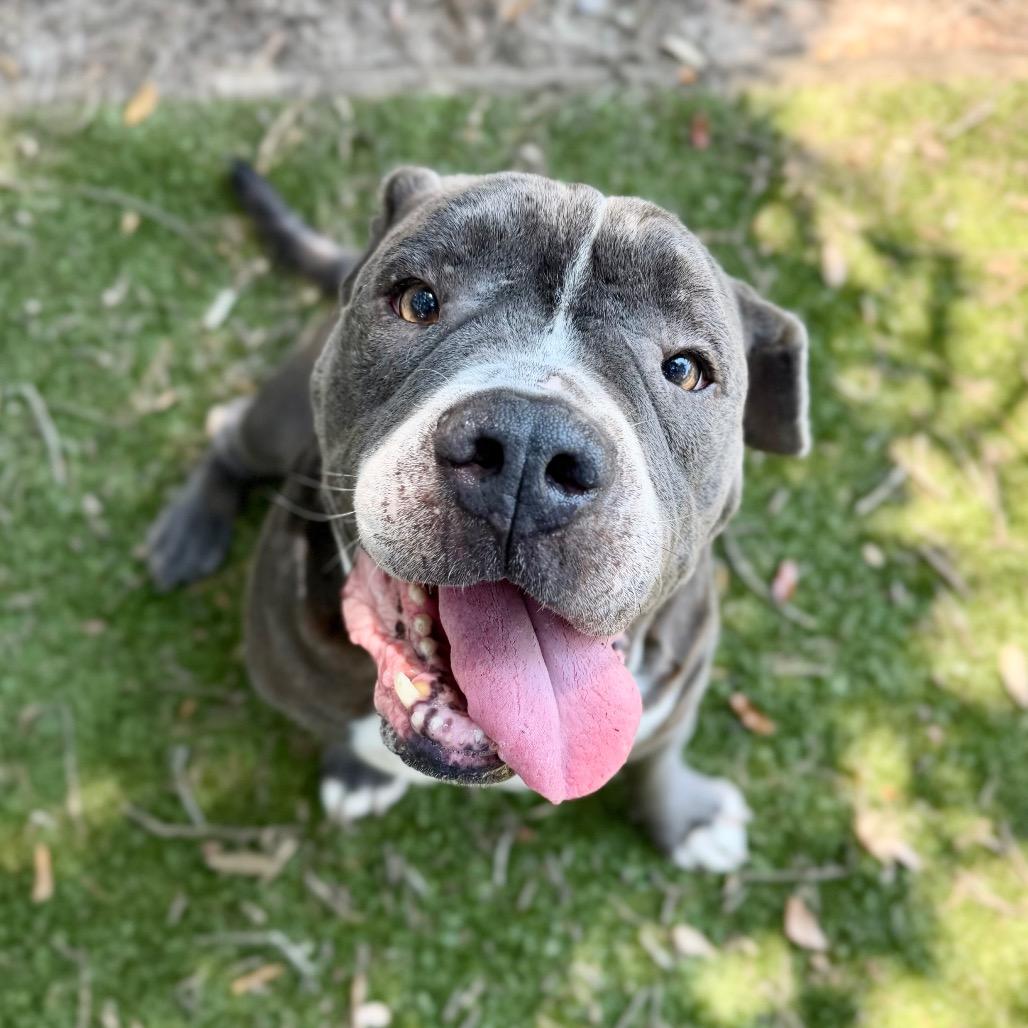 Gummy Bear, Adoptable, Senior Male Mixed Breed.