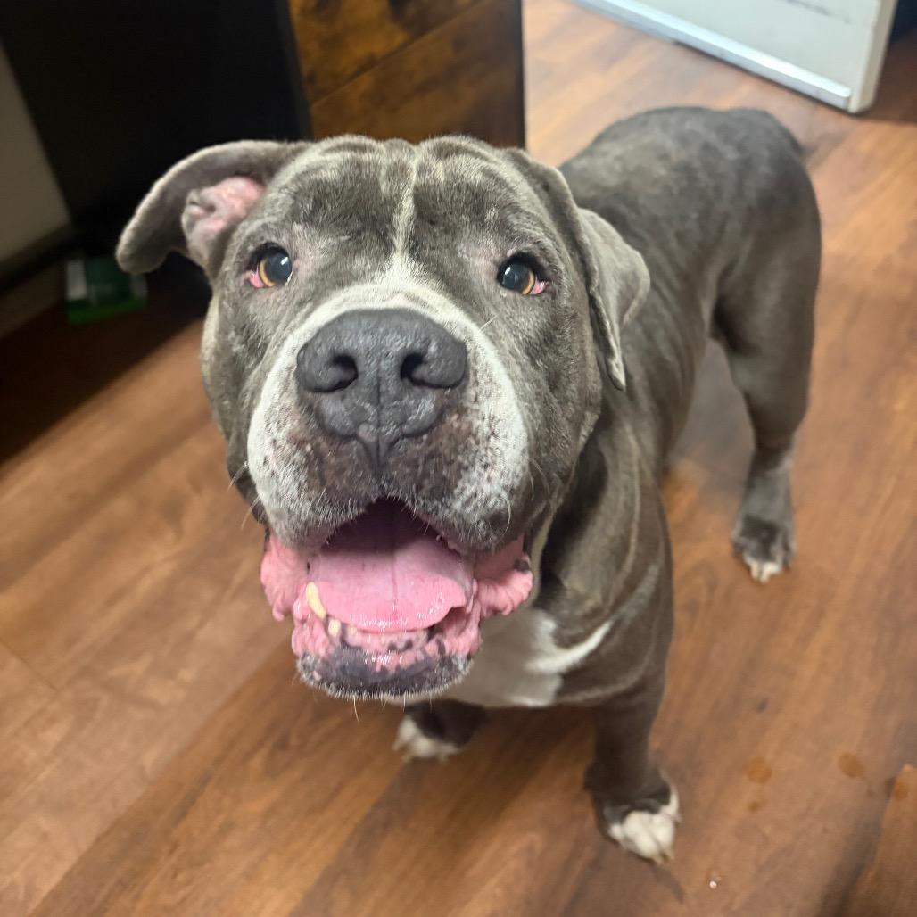 Enlarge Gummy Bear, a Adoptable Mixed Breed in Milton, FL image 2/3