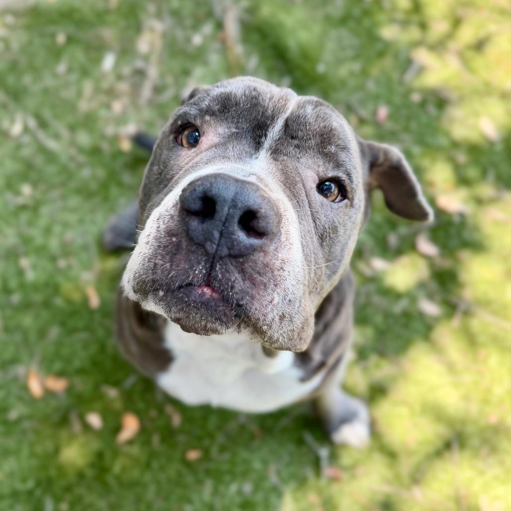 Enlarge Gummy Bear, a Adoptable Mixed Breed in Milton, FL image 3/3