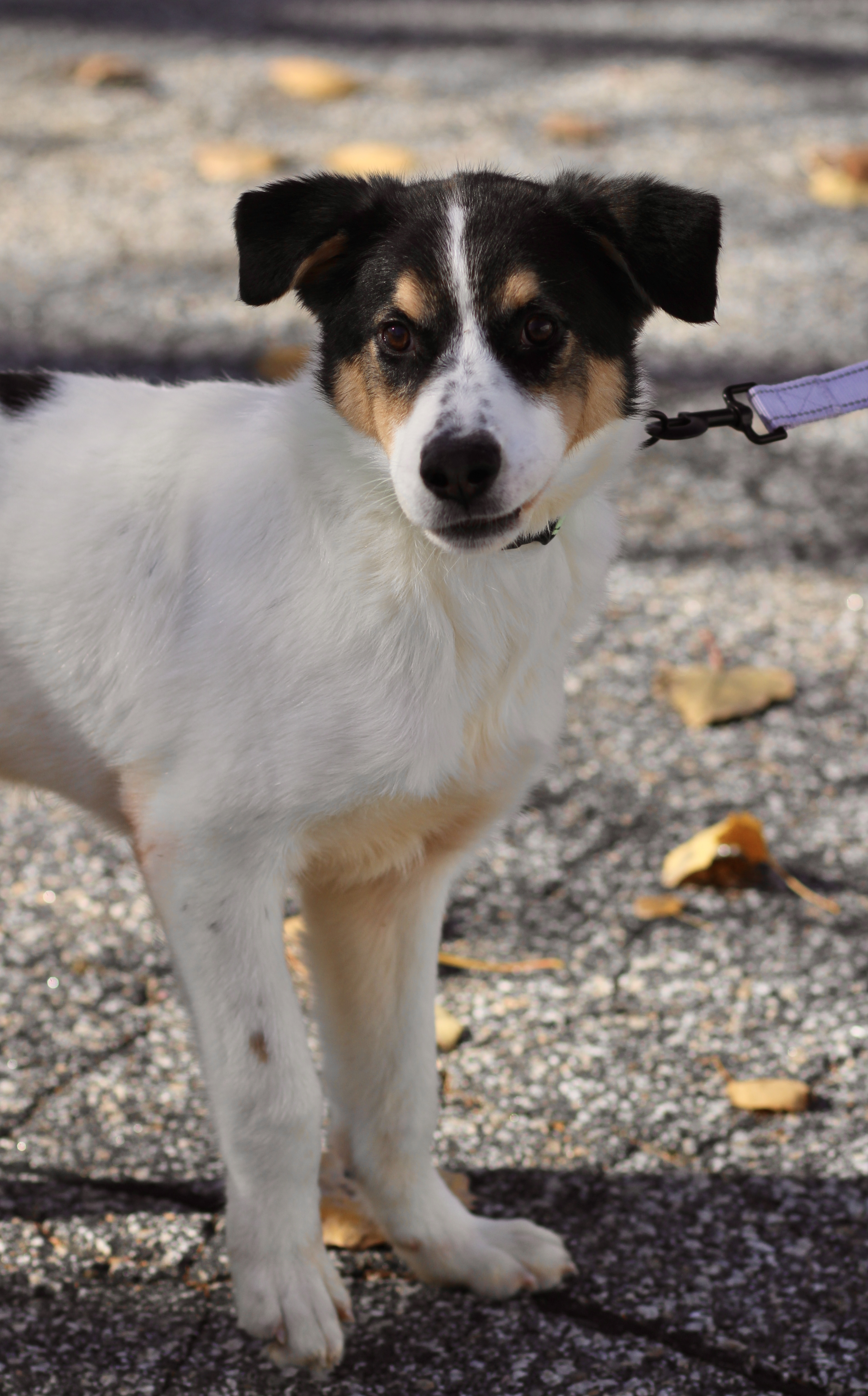 Dog for adoption Leonard in NH! Come Meet our Adoptable Dogs