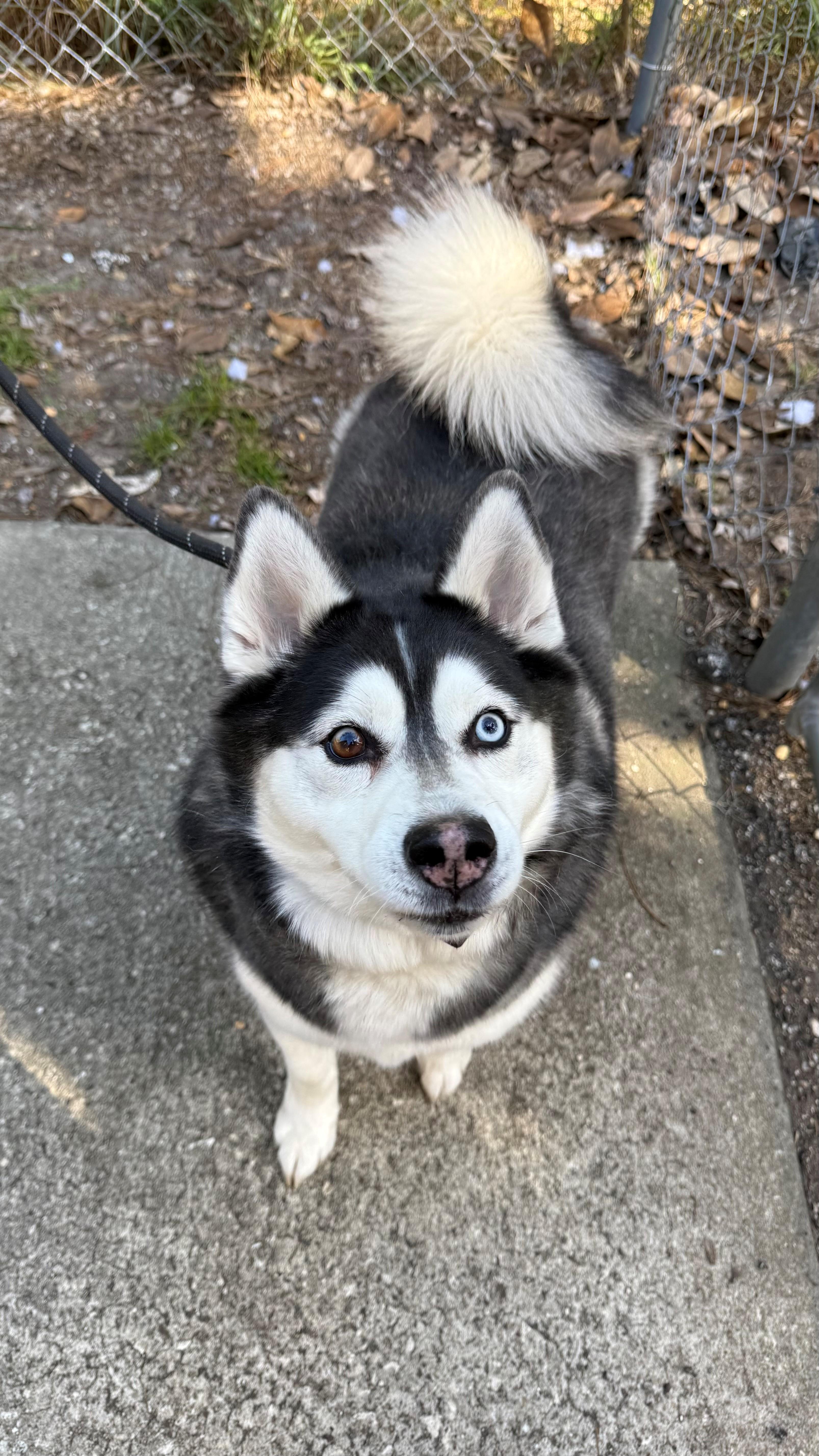 Enlarge Optimus Prime, an adoptable mixed breed in St. Augustine, FL image 4/4