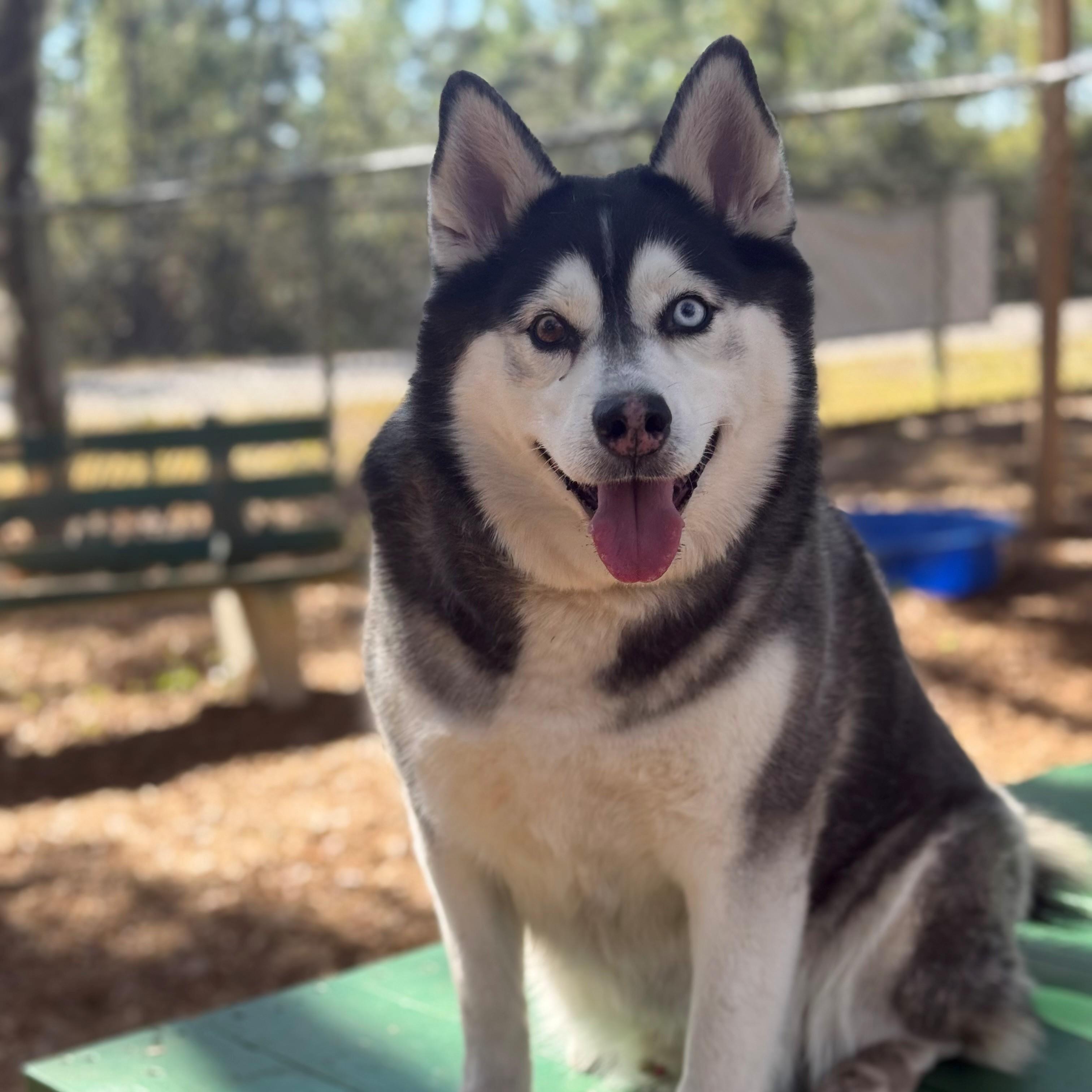 Enlarge Optimus Prime, an adoptable mixed breed in St. Augustine, FL image 1/4