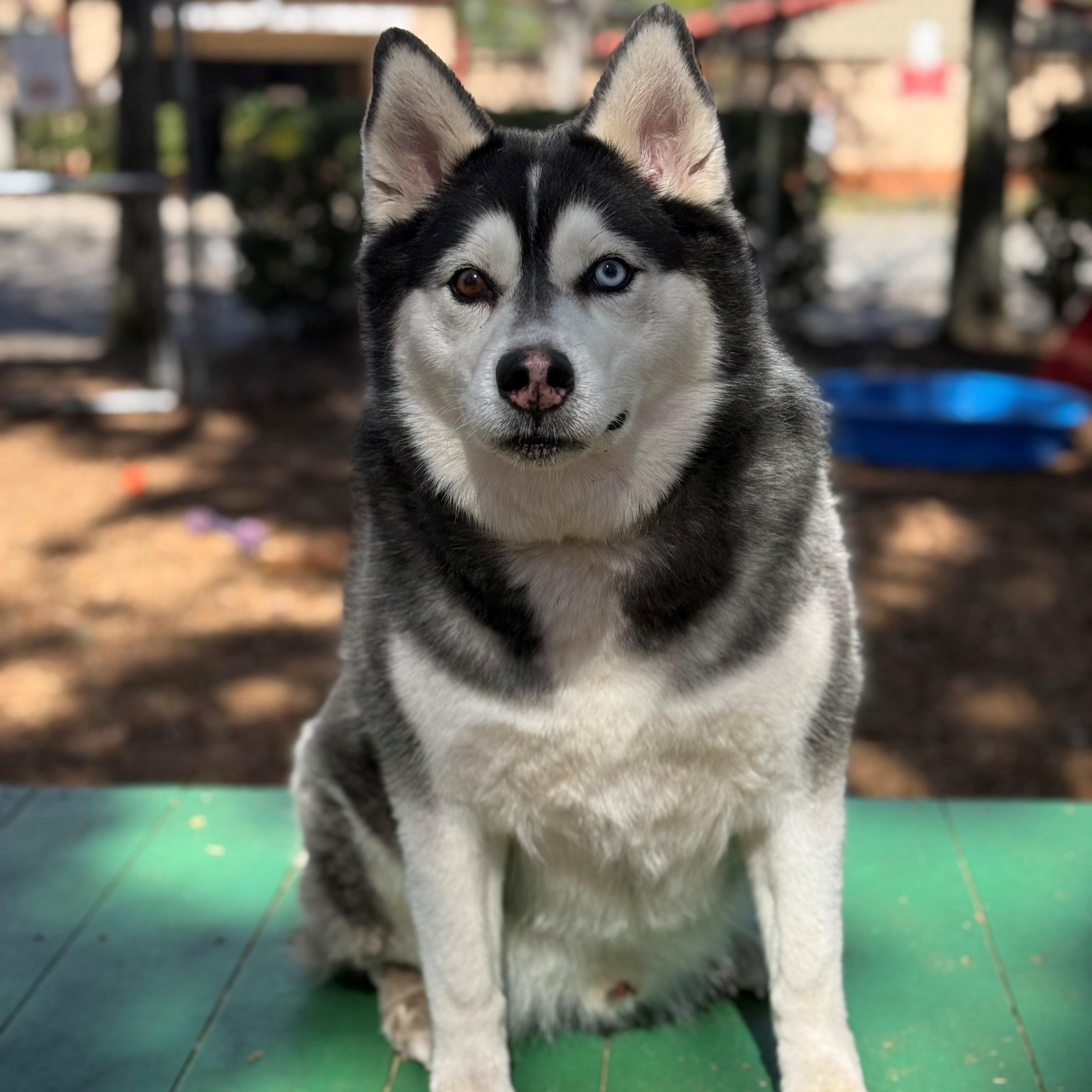 Enlarge Optimus Prime, an adoptable mixed breed in St. Augustine, FL image 3/4