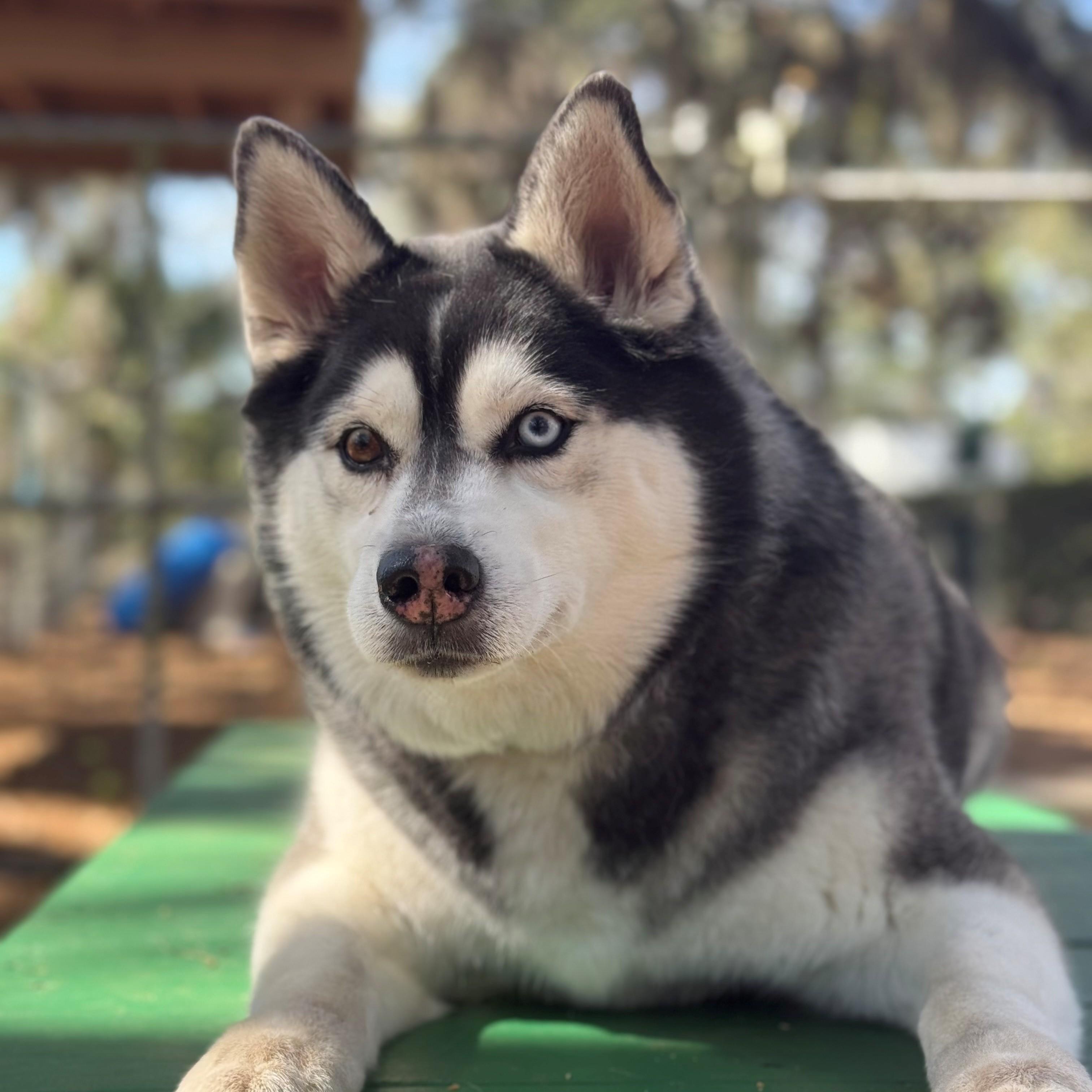 Enlarge Optimus Prime, an adoptable mixed breed in St. Augustine, FL image 2/4