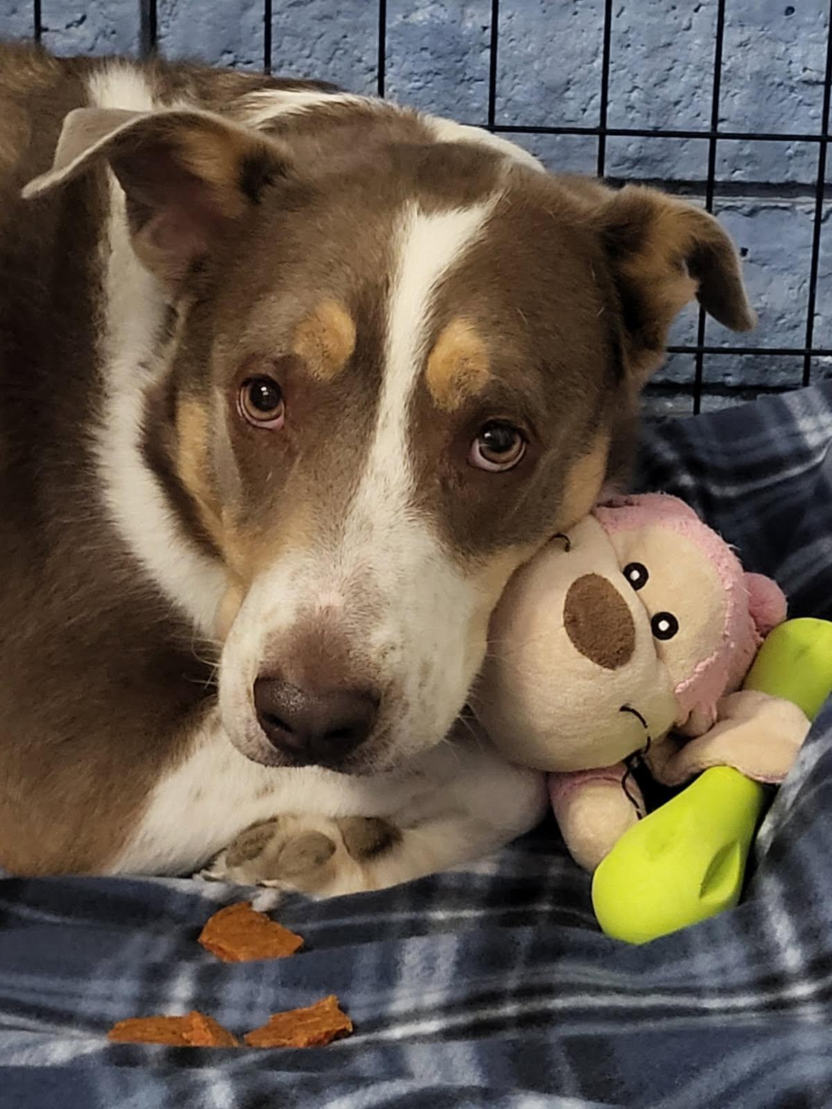 Cutie, a Adoptable mixed breed in Phoenix, AZ image 4/5