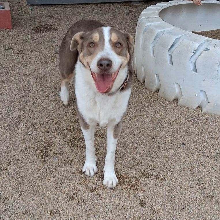 Cutie, a Adoptable mixed breed in Phoenix, AZ image 5/5