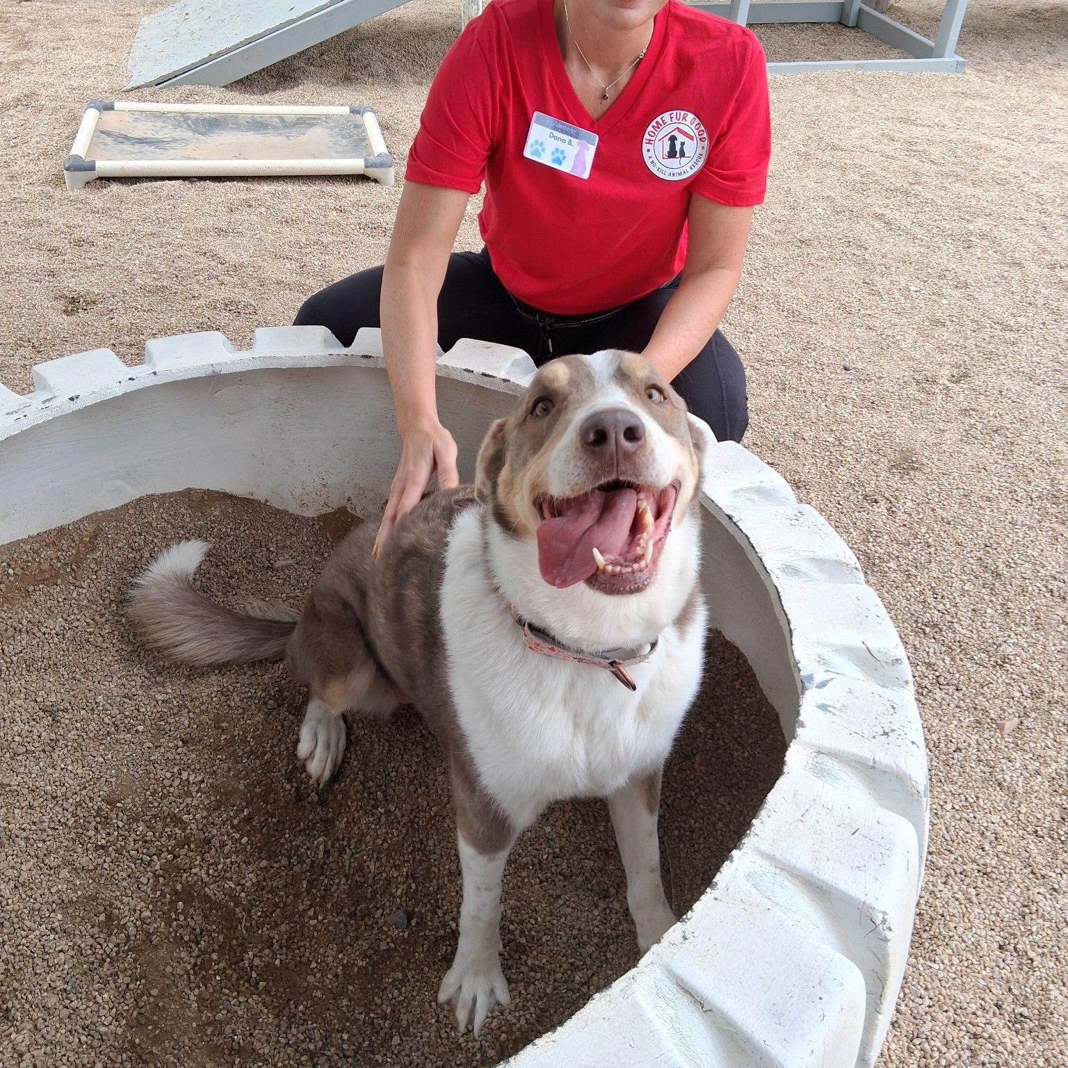Cutie, a Adoptable mixed breed in Phoenix, AZ image 1/5