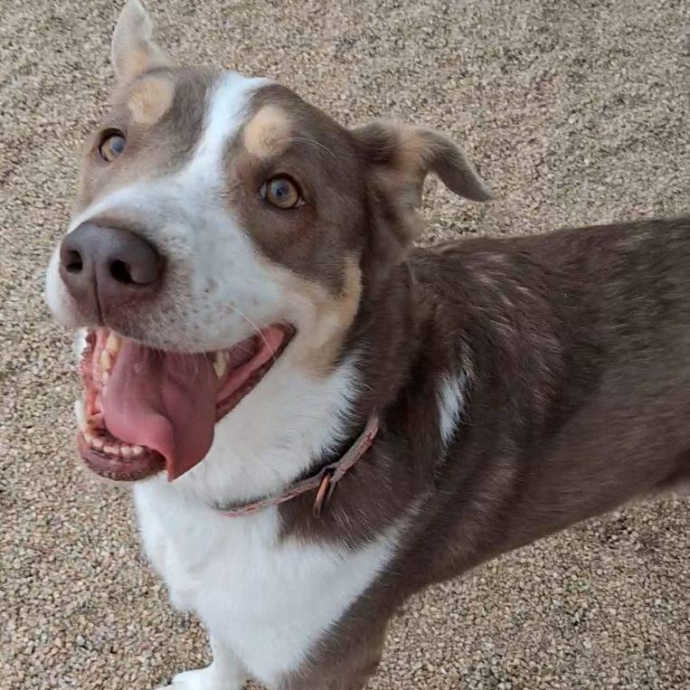 Cutie, a Adoptable mixed breed in Phoenix, AZ image 2/5